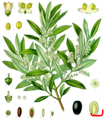 Олива-маслина